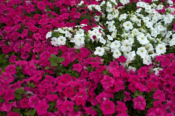 Wie kÃ¶nnen multifunktionale MÃ¶bel den Wohnraum optimieren?